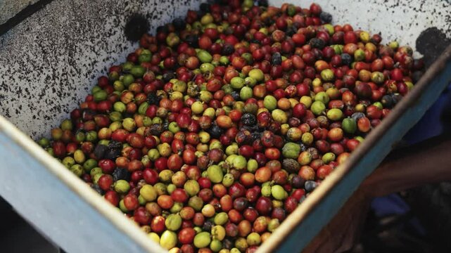 Fresh raw red robusta arabica coffee is processed after being harvested using traditional machines. This step separates the coffee beans from the fruit in java indonesia. 