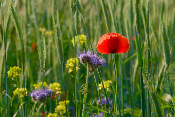 poppy flower in the agricultural field close-up	

