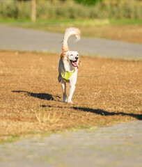 Dog running in the park and happiness