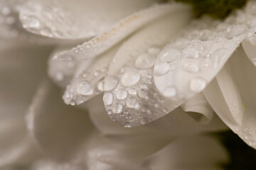 a bouquet of fresh flowers with white petals covered with drops of water, wet white chamomile flowers in a large gift bouquet, close up