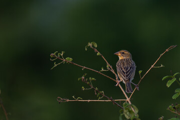 A vibrant yellow and brown plumage of Baya weaver perched on a dry thin branch with blurred background.