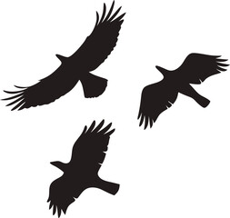Bird silhouette, wildlife, flying bird silhouette