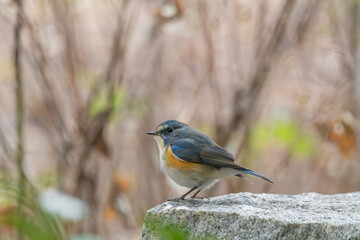 冬枯れの森で佇むルリビタキ