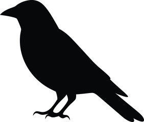 Bird silhouette, wildlife, flying bird silhouette