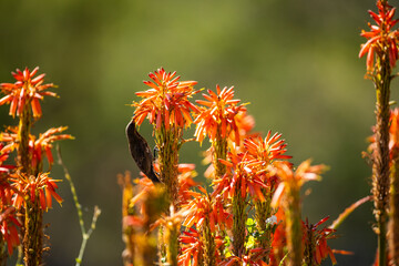 A sunbird suckling honey from an orange flower on an aloe. 