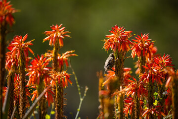 A sunbird suckling honey from an orange flower on an aloe. 