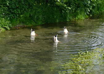 Three Ducks Dabbling Upside Down in a Clear Stream