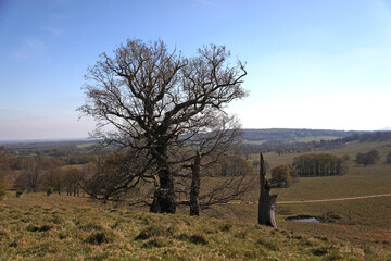 Lone bare tree in open countryside landscape with distant hills and clear blue sky