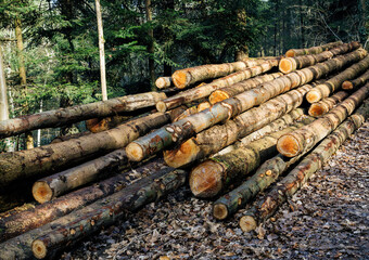 Freshly cut tree trunks stacked in an orderly pile along a forest path, with the morning sunlight illuminating the logs and fallen autumn leaves scattered on the ground