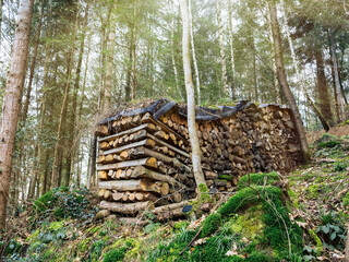 A large stack of neatly arranged firewood covered with a tarp is situated on a mossy forest floor,...
