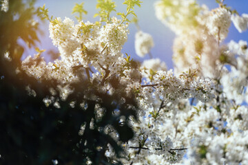 White cherry blossoms bloom densely on branches against a vivid blue sky, with some leaves and shadows in the foreground, creating a vibrant springtime atmosphere in natural sunlight.