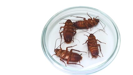 Four cockroaches in a petri dish on a white background.
