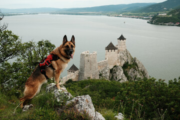 German shepherd dog with a red harness standing near Golubac Fortress on the Danube River. Travel...