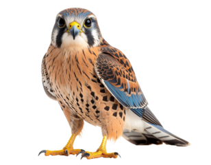 American Kestrel bird with vivid rust and blue feathers, shown in realistic detail on a transparent background.