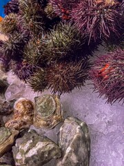 Sea urchins on the table