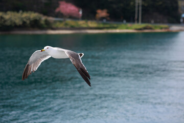 京都府与謝郡伊根町の風景