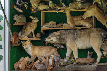 Mobile stand with stuffed wild animals. Wolf, hares, squirrels, deer and other animals from the forest