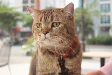 Tabby cat with red collar looking away