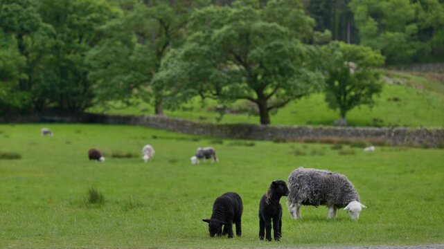 Herdwick lambs at Buttermere, Lake District, Cumbria, UK.