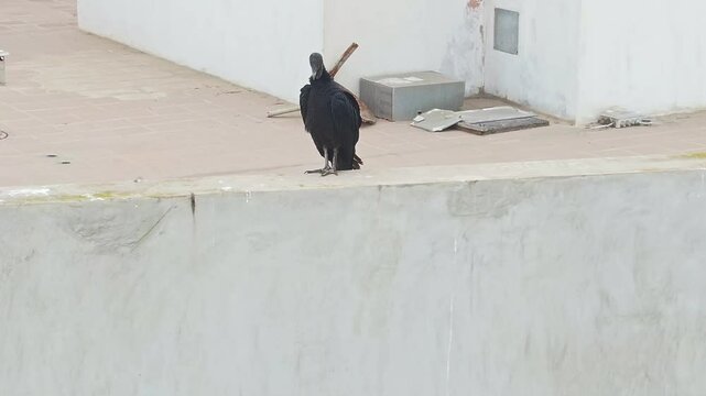 Solitary black vulture on rooftop in Miraflores, Lima, Peru, urban wildlife concept