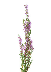 Calluna branches with flowers isolated on white background.