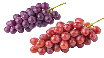 Fototapeta premium Bunches of red and purple grapes on a vine.