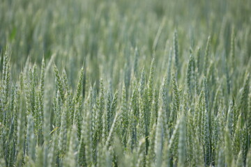 Green ears of unripe winter wheat in an agricultural field