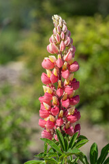 Lupine flower on background green grass in garden.