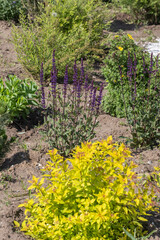 Salvia nemorosa and Japanese spiraea in garden.