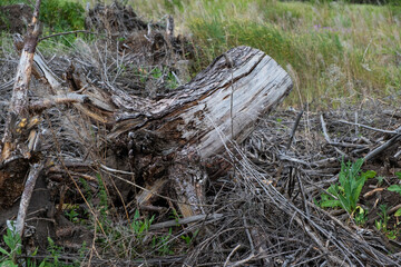 Dry trunk sawn tree in the forest. The concept of environmental protection.