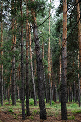 Pine trees in forest in summer. Nature background.