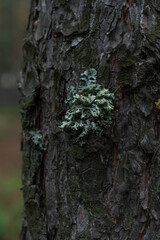 Moss on the bark of a tree, closeup.