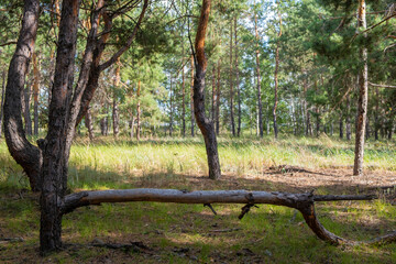 Old broken tree in pine forest, summer time.