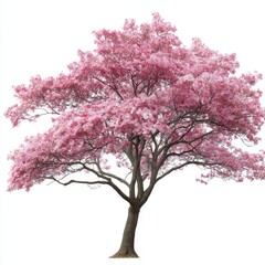 Naklejka premium Beautiful pink flowering dogwood tree in full bloom isolated on white background