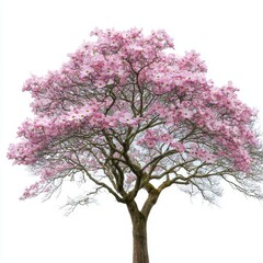 Obraz premium A beautiful pink flowering dogwood tree in full bloom isolated on white background