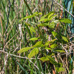 Rubus idaeus raspberry plant growing in South of France during spring