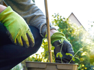 Person wearing green gardening gloves tending to young plant in pot with bamboo support stick in a sunlit garden