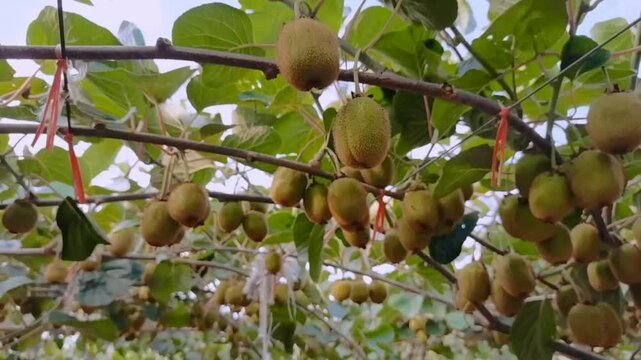 A kiwi fruit orchard with unripe kiwis hanging from overhead vines on a trellis system. A look into the cultivation and farming of this popular fruit.