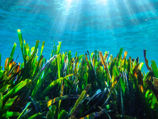 Seagrass underwater with natural sunlight in Mediterranean sea, jijel Algeria, Sea Grass...