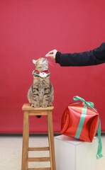 Cat sniffing treat from human hand in Christmas scene