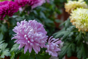 Large-flowered chrysanthemum flowers.(Chrysanthemum)