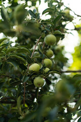 Green young apples grow in the garden