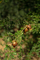 A young pomegranate grows on a bush on a sunny day