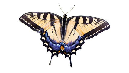 black cream butterfly png © erdal