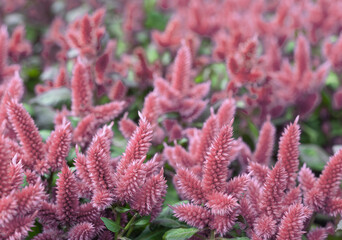 Garden flower, cockscomb. (Celosia argentea)