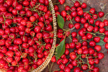 Fresh and tasty red cherries picked from the tree. The fruit of spring in Moldova