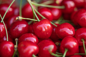 Fresh and tasty red cherries picked from the tree. The fruit of spring in Moldova