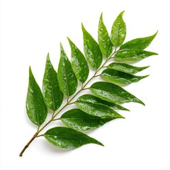 Fototapeta premium A close-up shot of a fresh green leaf branch with water droplets, highlighting its natural beauty and details.