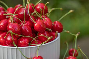 Fresh and tasty red cherries picked from the tree. The fruit of spring in Moldova