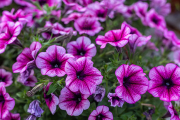 Petunia is a genus of plants belonging to the Solanaceae family.